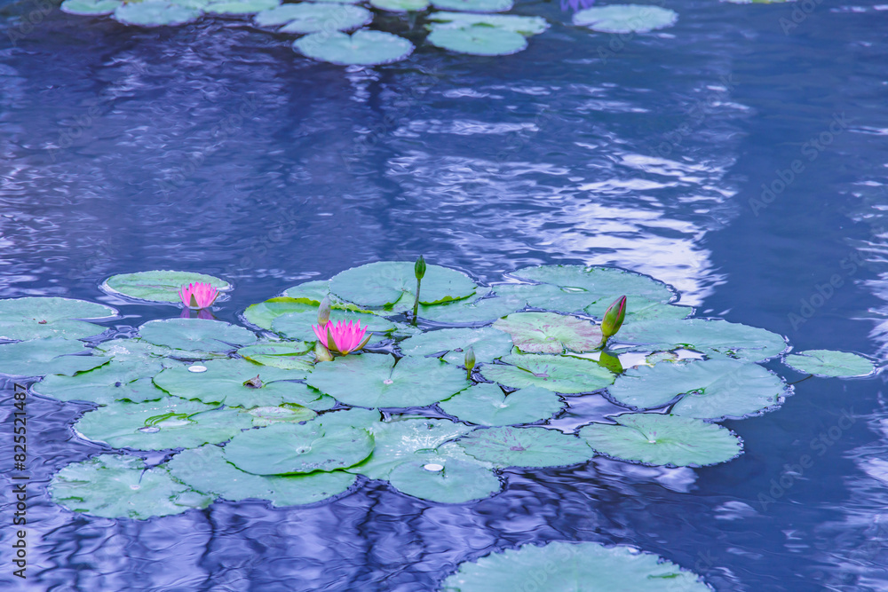 青い水面の上で咲く綺麗な睡蓮の花 青い水面の上で咲く綺麗な睡蓮の花