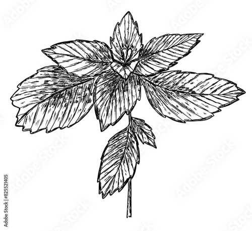Mint or menthol plant branch in hand drawn sketch style