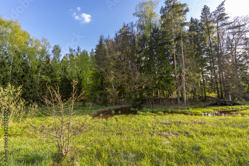Peace of nature, a wetland in the forest after a flood. Spring evening landscape, calm soft sunlight on young green grass