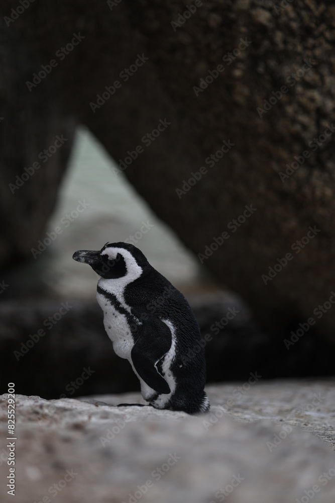 Naklejka premium Penguins at Boulders Beach South Africa