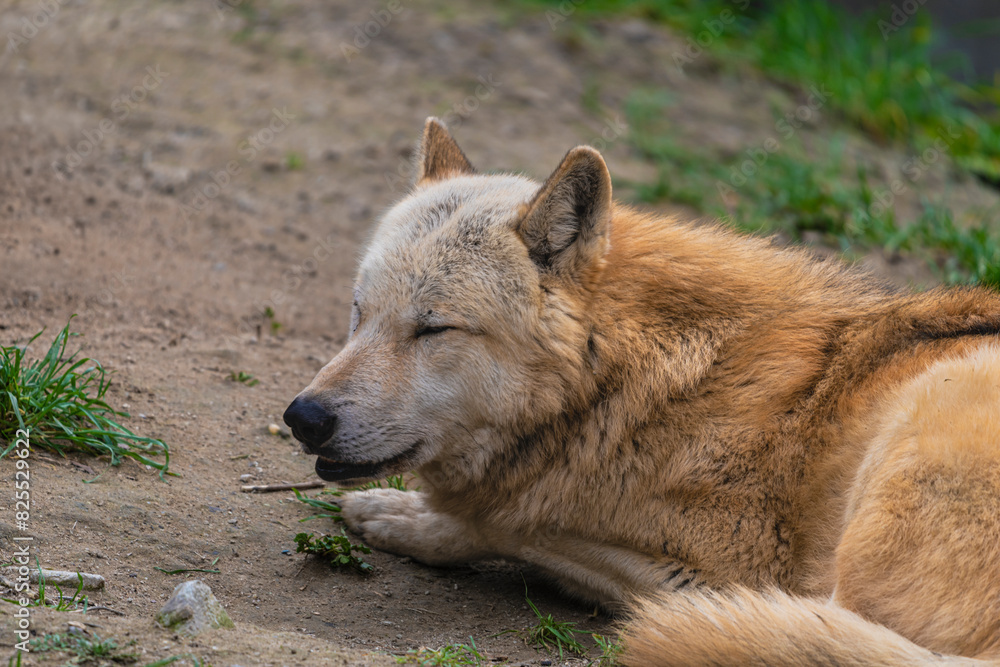 Fototapeta premium photograph of a wolf resting in nature