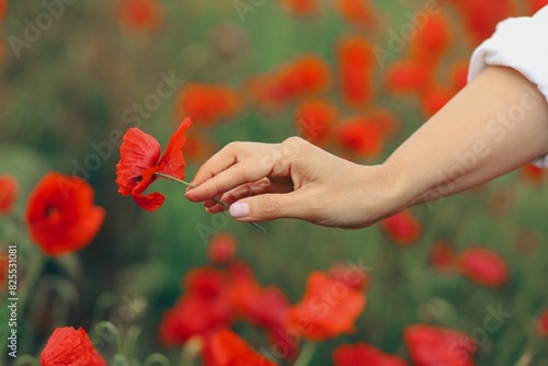 hands holding poppies