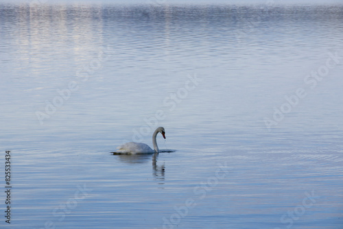 Weisser Schwan auf einem See