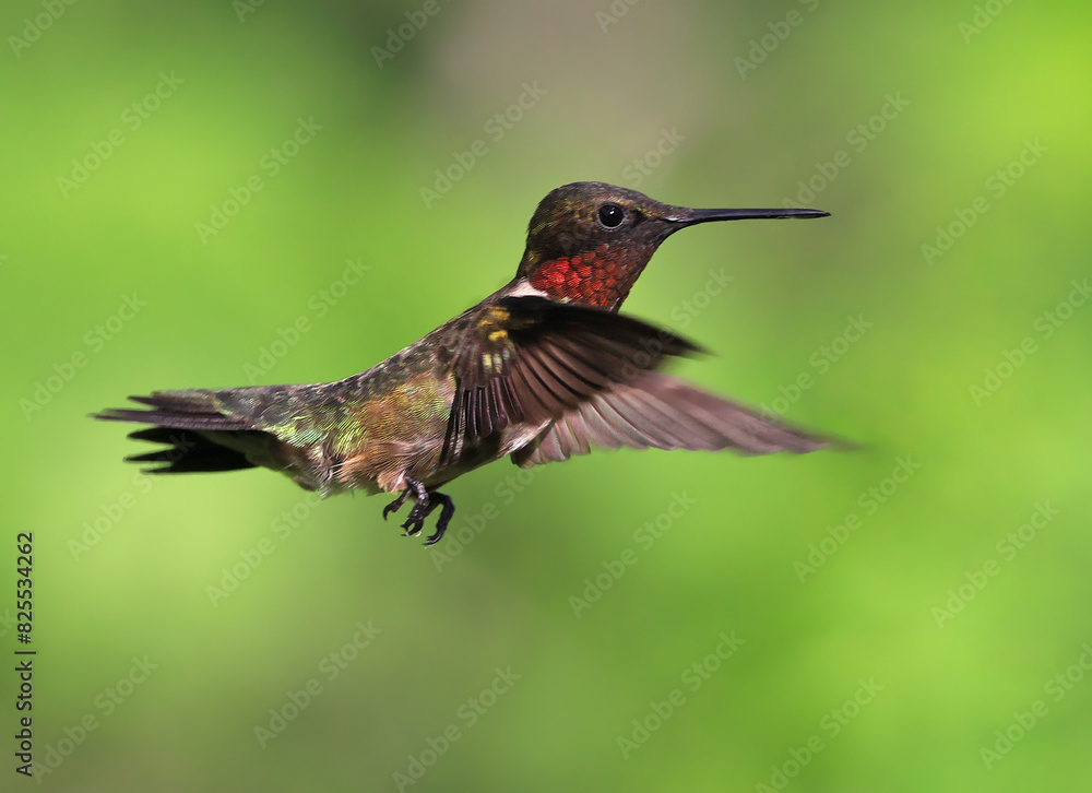 Fototapeta premium Ruby throated Hummingbird flying on a green background