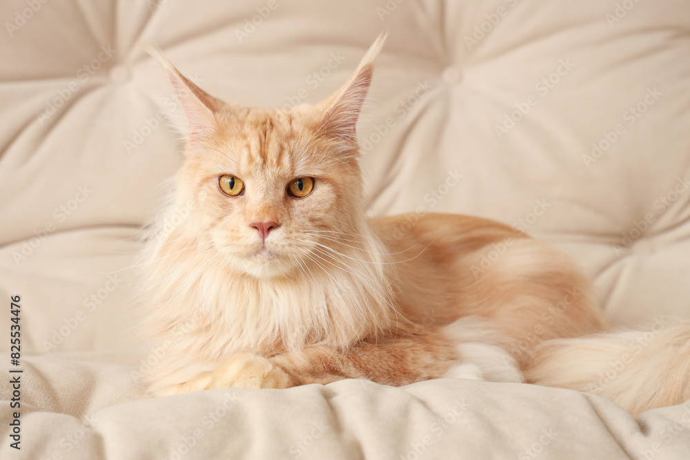 Cute beige Maine Coon cat lying on white sofa at home Cute beige Maine Coon cat lying on white sofa at home