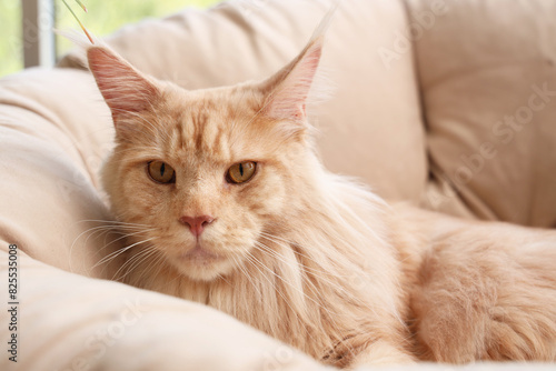 Cute beige Maine Coon cat lying in armchair at home