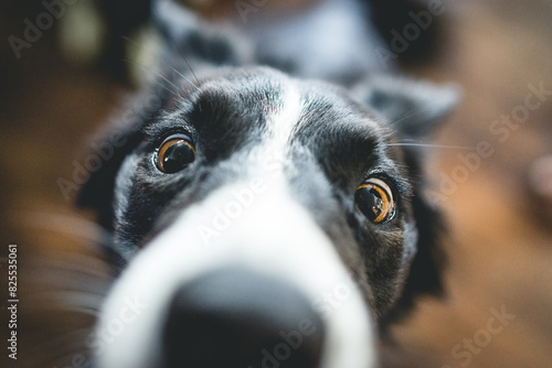 Curious closeup of border collie australian shepherd dog nose 