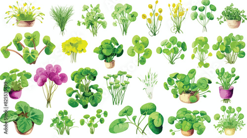 Color microgreens botanical vector set with titles.