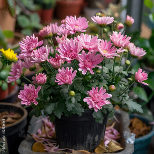Wallpaper Mural Vibrant Pink Chrysanthemum Flowers in Black Pot Torontodigital.ca