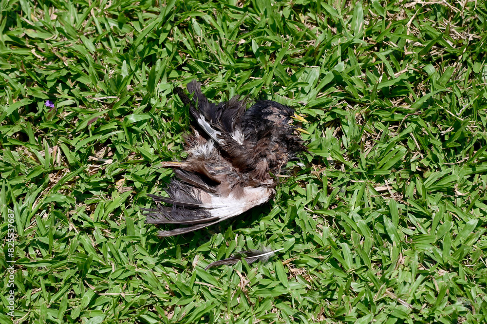 Closeup of A dead pigeon lay on the grass with natural background in Thailand. Closeup of A dead pigeon lay on the grass with natural background in Thailand.