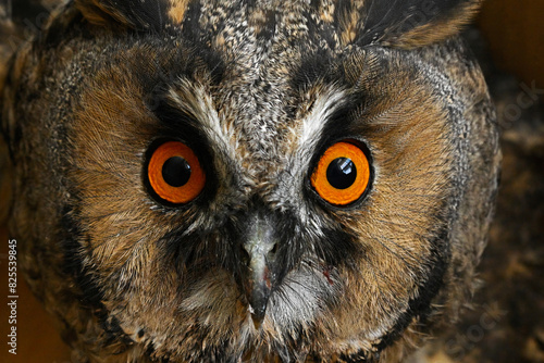 Orange-coloured eyes of an owl, close-up. Long-eared Owl, Asio otus. © TAMER YILMAZ