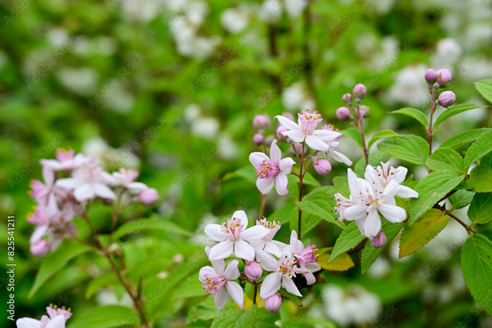 Close-up of delicate pink and white flowers in full bloom, set against a lush green background in a garden.
Close-up of delicate pink and white flowers in full bloom, set against a lush green background in a garden.