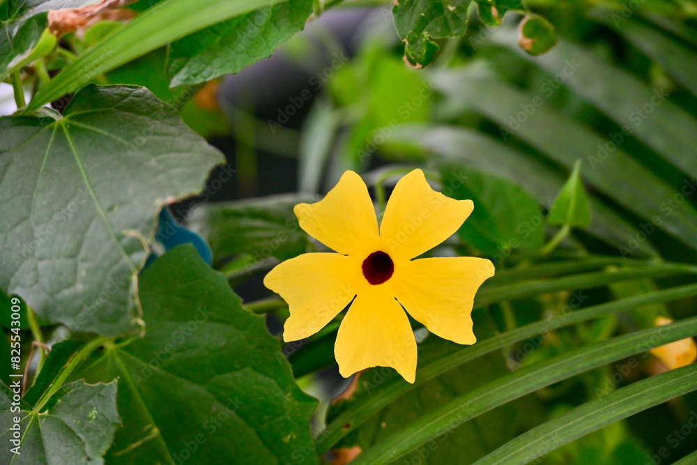 Close-up of a vibrant yellow Black-Eyed Susan vine flower with a dark center, set against lush green leaves, highlighting its striking beauty.
Close-up of a vibrant yellow Black-Eyed Susan vine flower with a dark center, set against lush green leaves, highlighting its striking beauty.