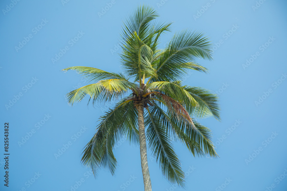 Silhouettes of palm trees against blue sky in hot country. Silhouettes of palm trees against blue sky in hot country.