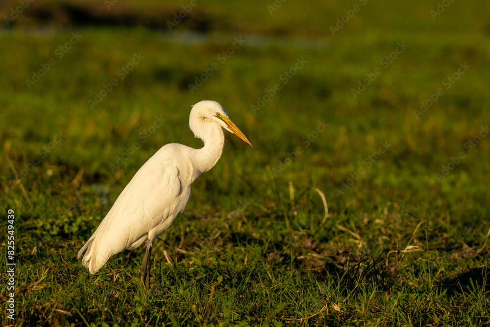 Fototapeta premium great white heron