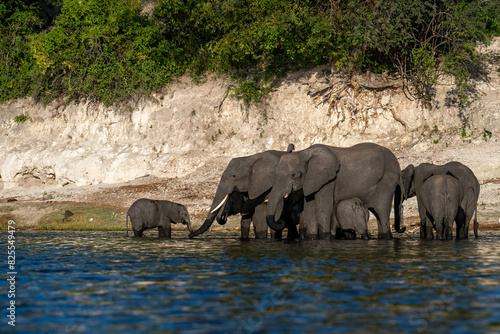 Photography elephants in the water