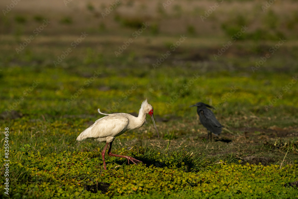 Naklejka premium birds in Africa