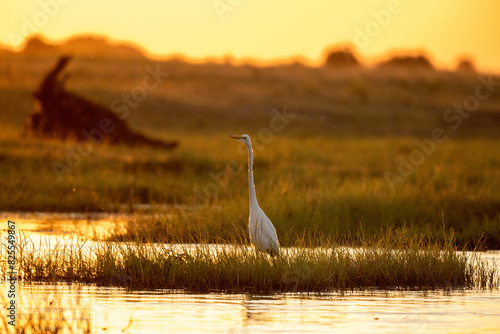 heron on the shore of the river