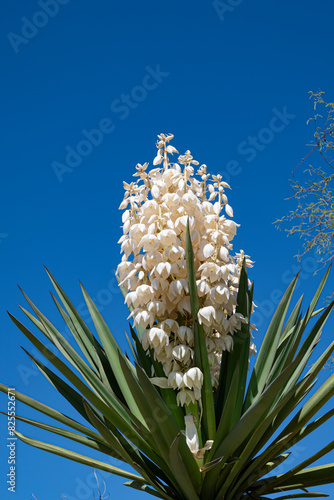 Slika na platnu yucca blooms