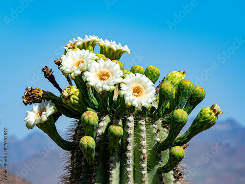 Foto saguaro bloom cluster