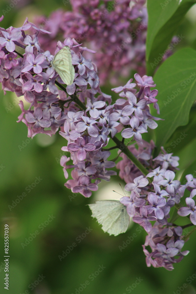 lilac flowers on a green background. butterfly on flower lilac flowers on a green background. butterfly on flower