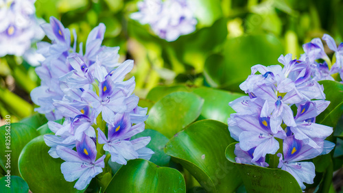 Common Water Hyacinths are bloom in a pond.Detailed view of a common green water hyacinths on the lake bank.Pontederia crassipes(formerly Eichhornia crassipes),commonly known as common water hyacinths photo