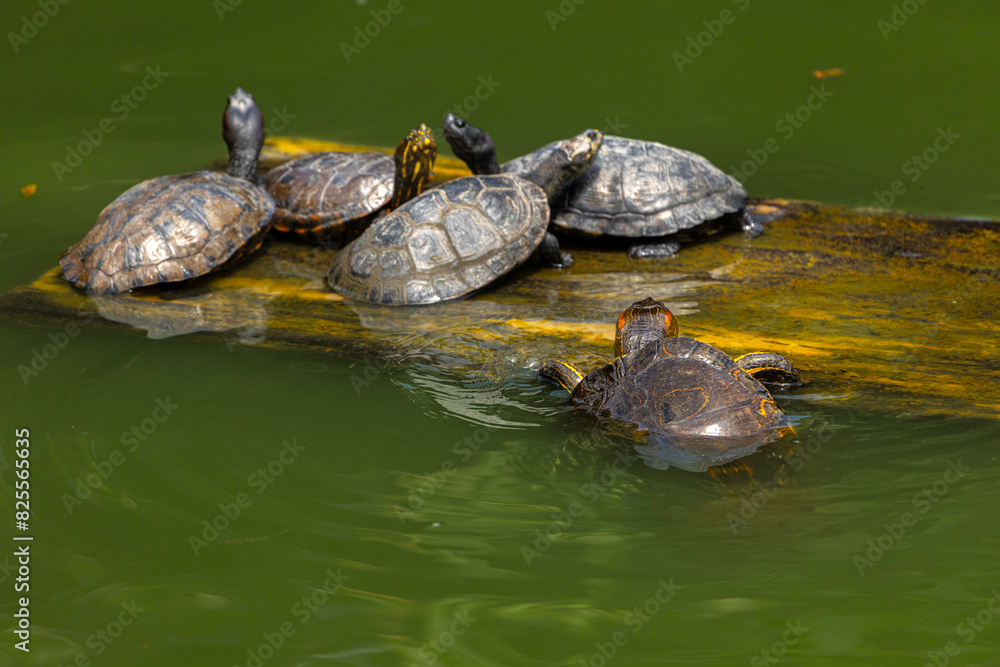 Fototapeta premium Red-necked Amazonian water turtles sunbathing on a wooden log floating in the green water.