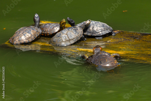 Red-necked Amazonian water turtles sunbathing on a wooden log floating in the green water.
