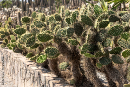 A group of very thorny nopal cactus arranged at the edge of a fence line as a security fence.