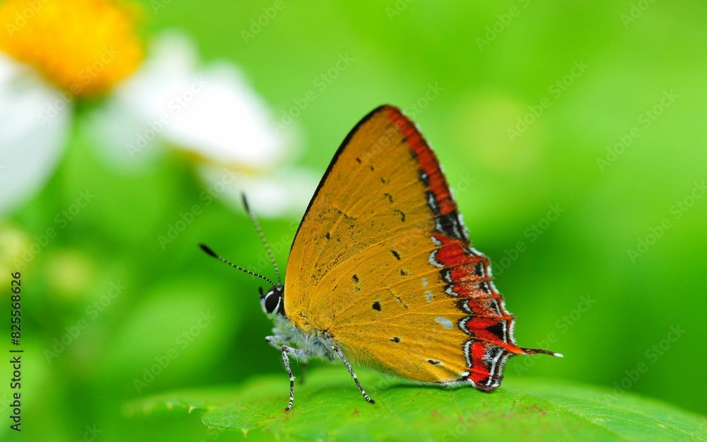 Obraz premium butterfly on a flower