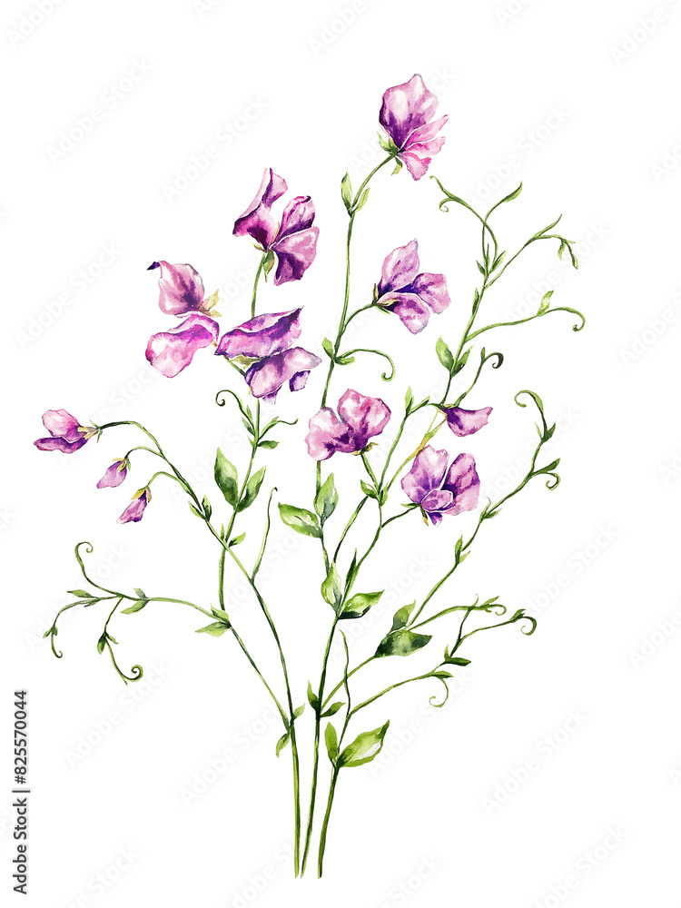 Fototapeta premium Beautiful illustration set with hand drawn purple violet pink red sweet pea flowers. Perfect for wallpapers, web page backgrounds, surface textures, textile. Isolated on white background.