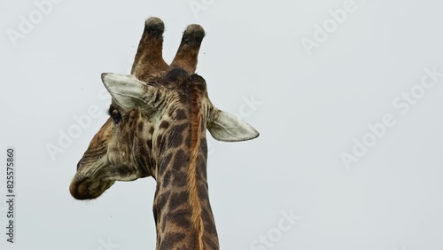 Closeup portrait lonely wild African giraffe walking in savannah. Portrait of wild African giraffes closeup in forest. South Africa safari in national park. Wildlife of endangered animal species.