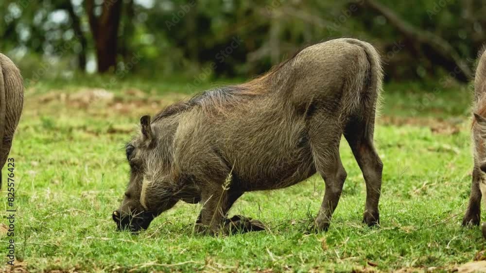 Warthog family grazing in Nakuru in Kenya, Africa. Wild boars or hogs walking in savannah searching for food. Africa Animals on Wildlife Safari Nature Shot in Savannah Plains and Long Tall Grass. Warthog family grazing in Nakuru in Kenya, Africa. Wild boars or hogs walking in savannah searching for food. Africa Animals on Wildlife Safari Nature Shot in Savannah Plains and Long Tall Grass.