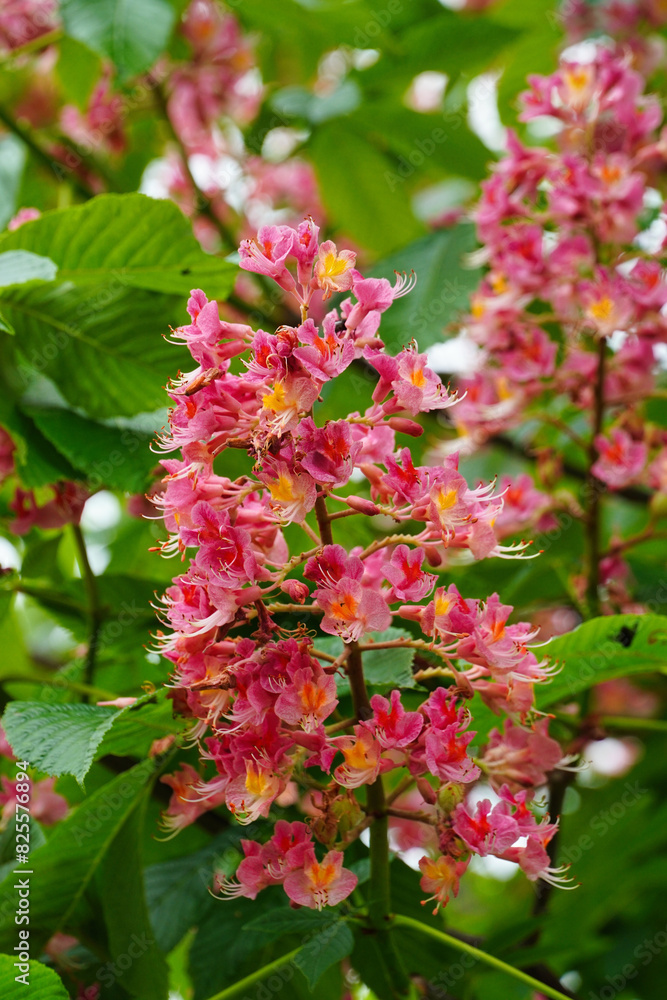 Red horse-chestnut is a medium-sized tree. Red horse-chestnut is a medium-sized tree.
