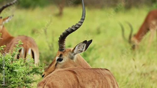 Wild antelope closeup portrait eating leaves from the tree standing savannah in natural habitat. South Africa safari in national park. Wild mammal animals. Amazing rare shot of african animals