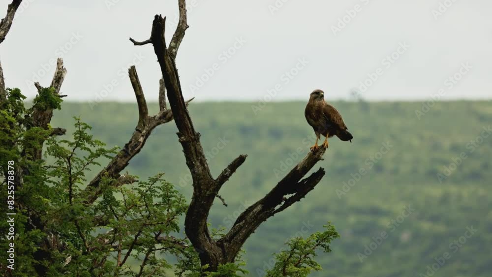 Honey buzzard portrait sitting high on tree branch among african savannah and mountains. South Africa safari in national park. Wildlife of endangered animal and birds species. Predator hunting Honey buzzard portrait sitting high on tree branch among african savannah and mountains. South Africa safari in national park. Wildlife of endangered animal and birds species. Predator hunting