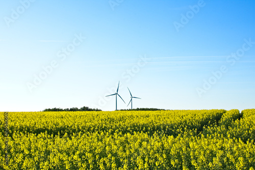 Field of oil seed rape and wind turbines in the spring