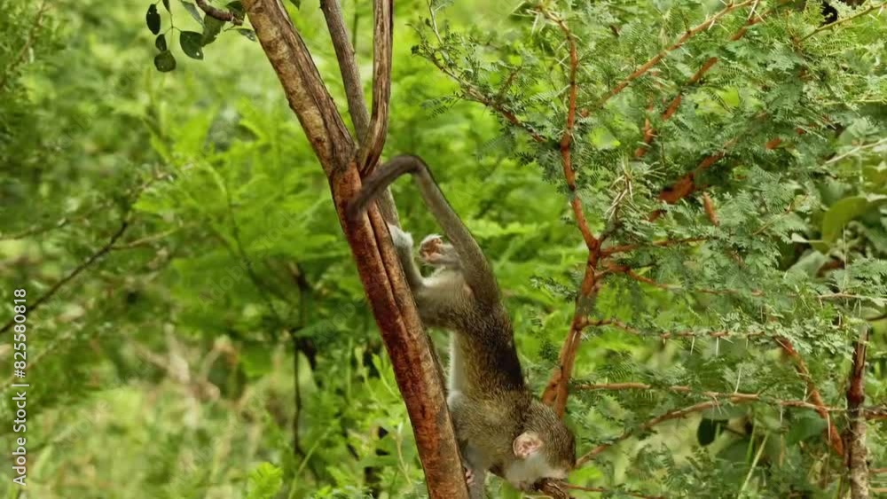 Closeup Cute baby monkey with mother walking from tree branch in green leaves in South Africa national park in natural habitat. Wildlife of endangered animal species. Environment conservation concept Closeup Cute baby monkey with mother walking from tree branch in green leaves in South Africa national park in natural habitat. Wildlife of endangered animal species. Environment conservation concept