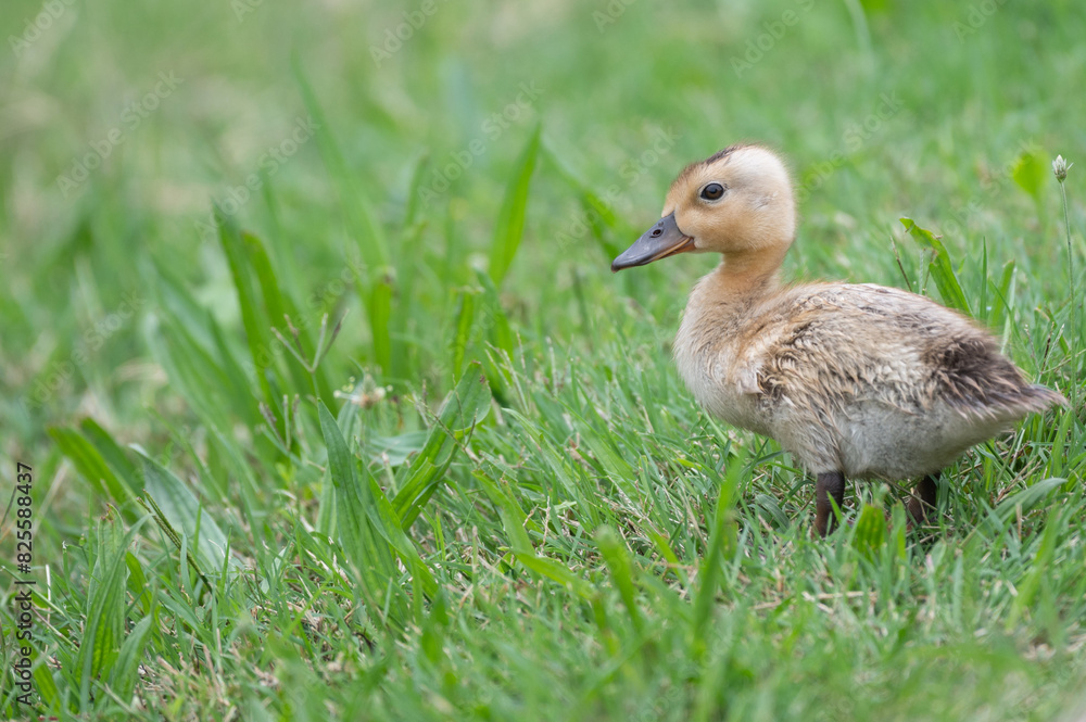 Closeup of a gosling, or baby goose. Closeup of a gosling, or baby goose.