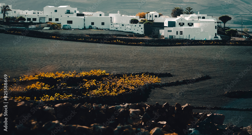 Small town and vineyards with growing grapes on the black volkanic soil of Lanzarote island.