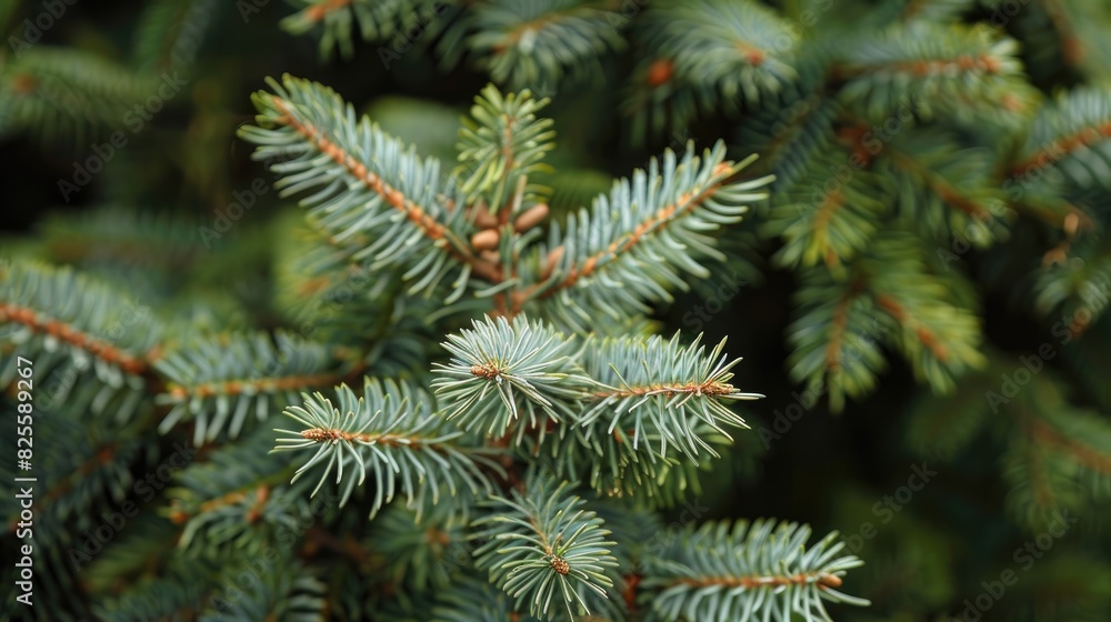 Pale green spruce tree
