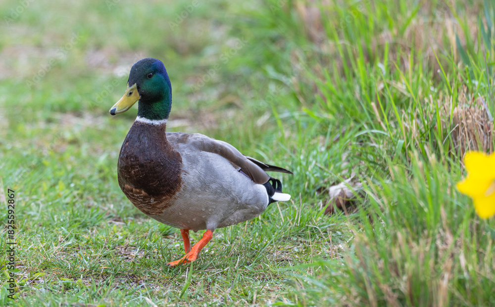 Closeup of a mallard ducks. Closeup of a mallard ducks.