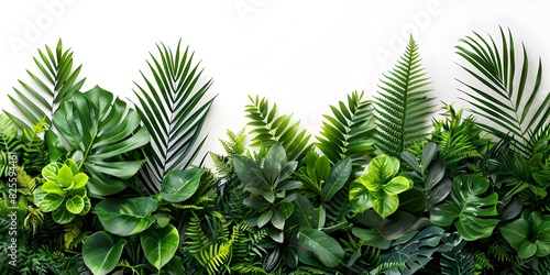 Lush Green Plants Display A of Botanical Diversity and Minimalistic Aesthetics