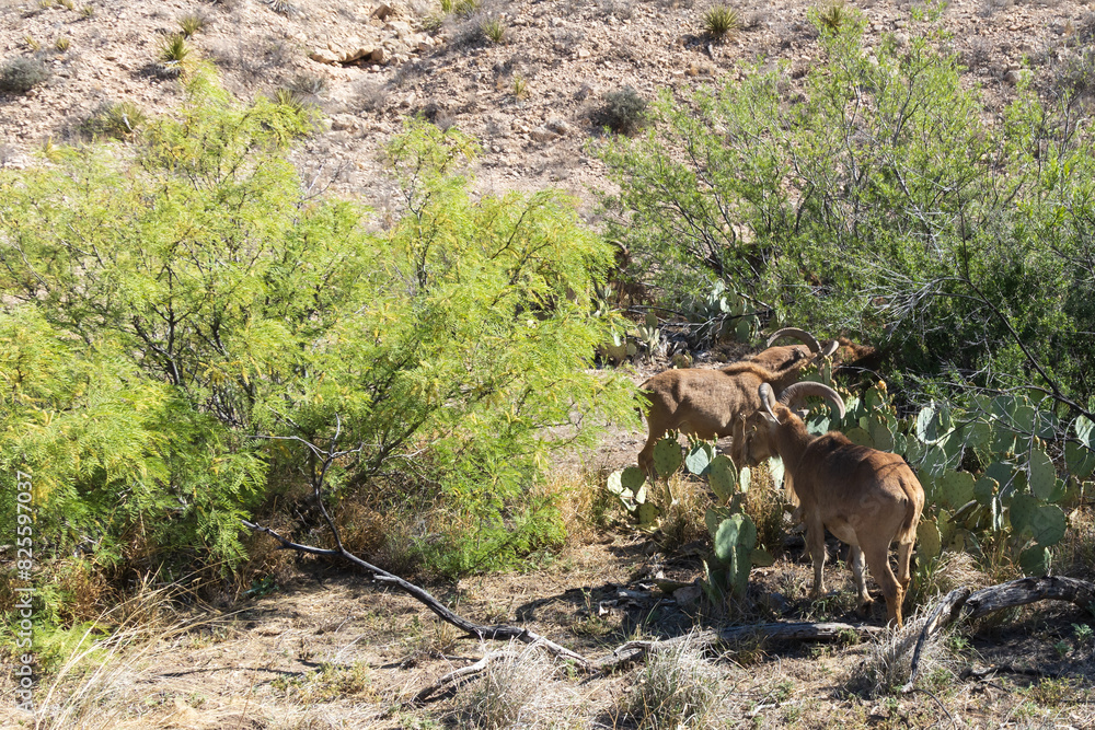 Barbary sheep in the wild
Barbary sheep in the wild