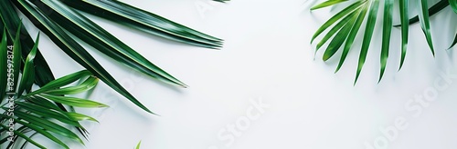 Green palm leaves on a white background seen from above