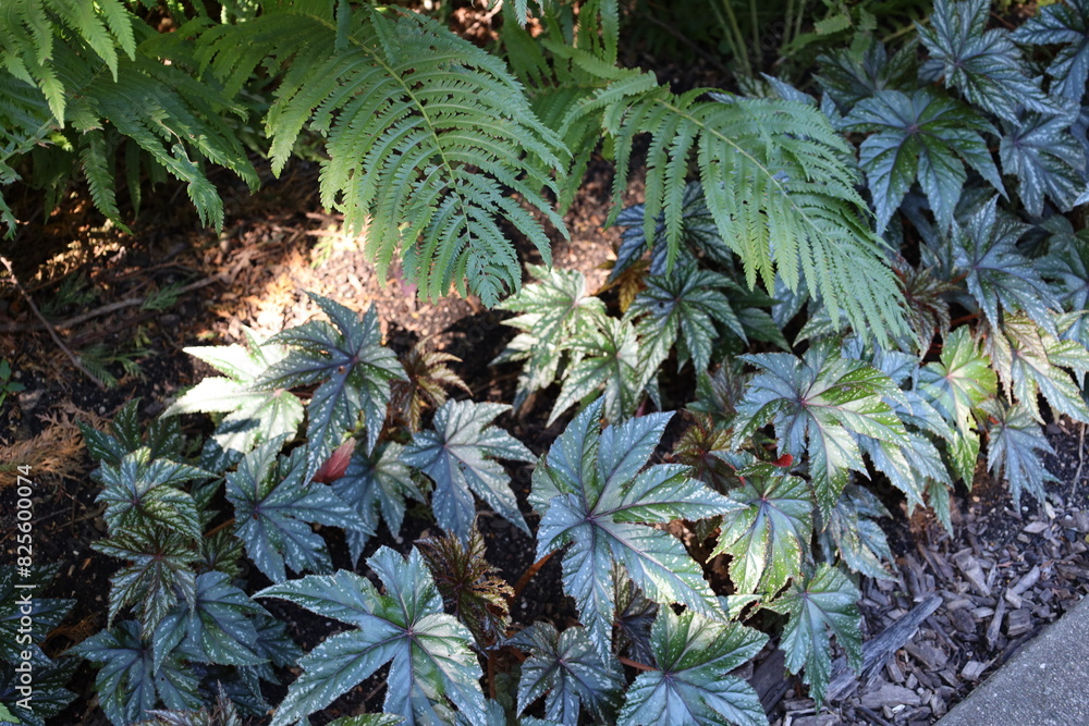Obraz premium ferns above greenish white leaves with white splatter patterns