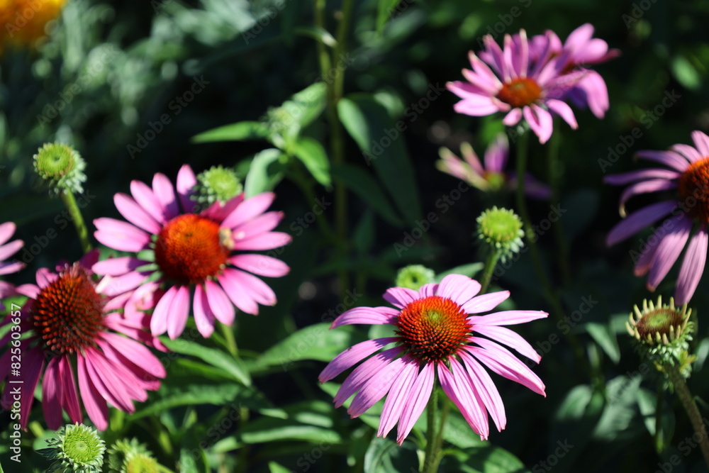 Obraz premium purple flower with many petals and reddish brown center