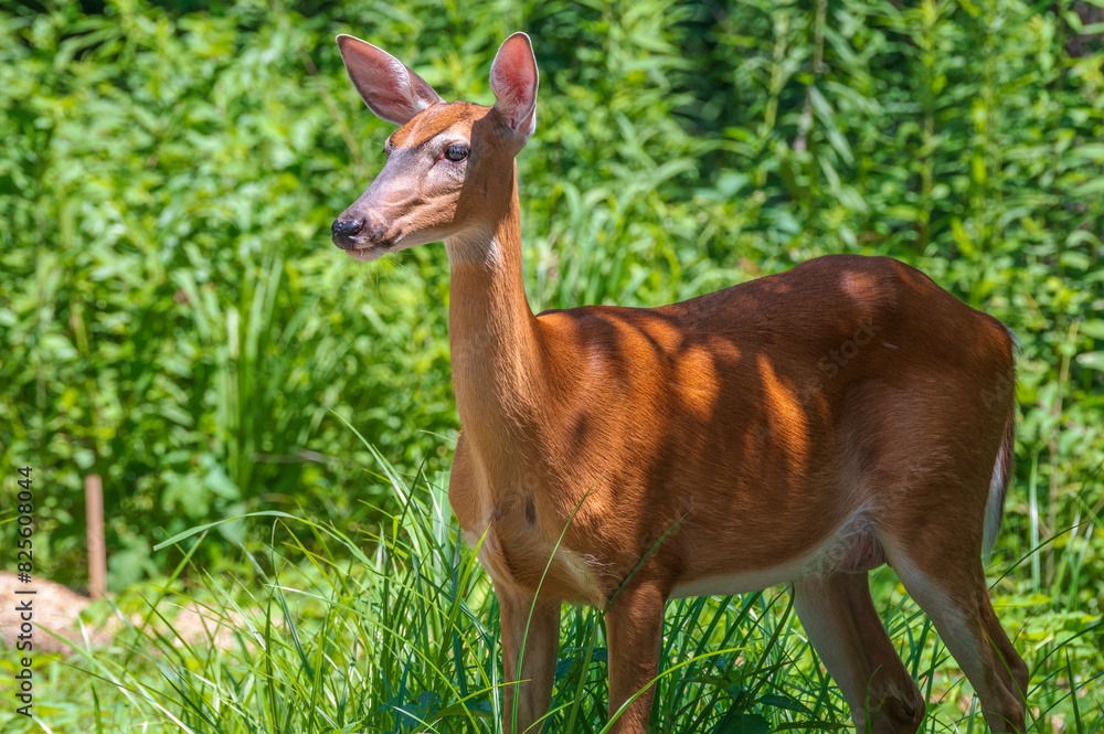Deer outdoors in summer. Bright green leaves in the background. Deer outdoors in summer. Bright green leaves in the background.