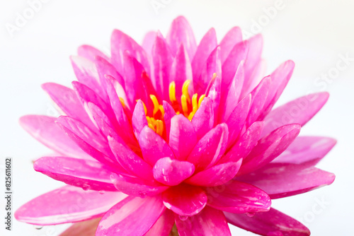 Beautiful pink water lily. lotus water plant