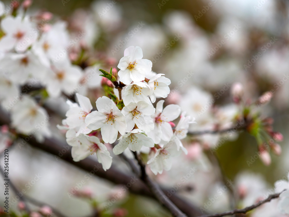 公園に咲いた桜の花と蕾